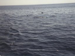 Törn 1990